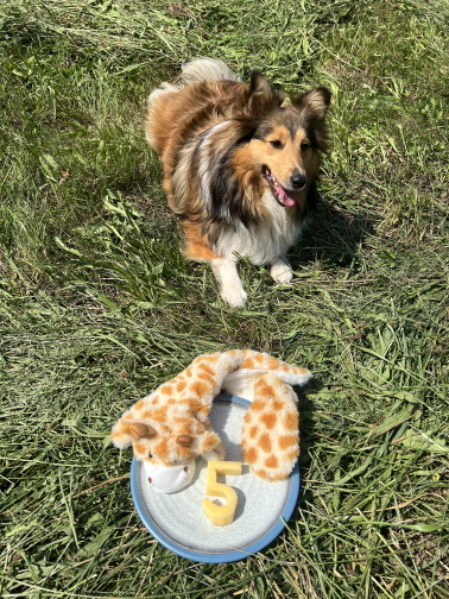 Nahaufnahme einer Sheltie-Hündin mit weichem Fell und wachem Blick.